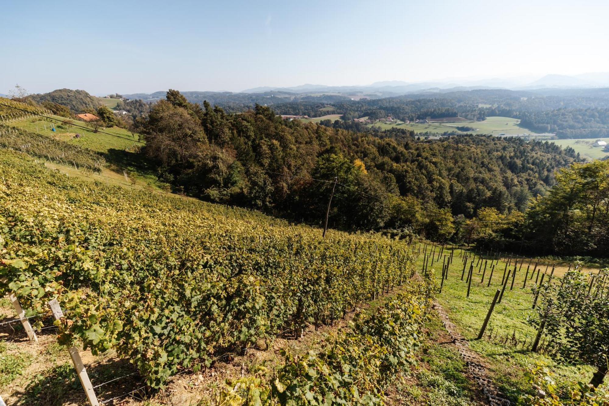 Vineyard Paradise Senica Dramlje Экстерьер фото